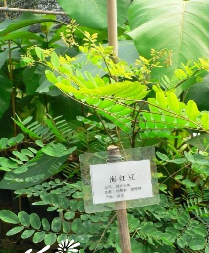 海红豆图片二
