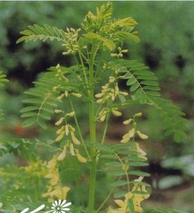 花卉黄芪详解 黄芪图片