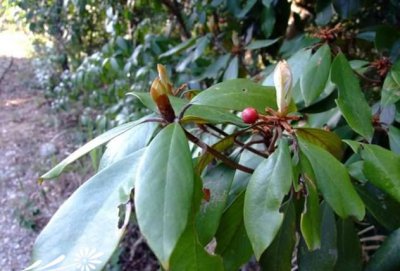 花卉绒毛润楠介绍 绒毛润楠照片图
