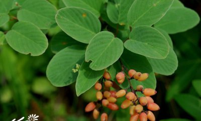花卉儿茶详解 儿茶图片集