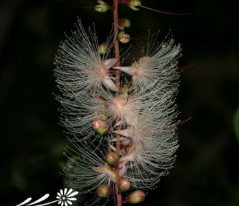 花卉大果玉蕊介绍 大果玉蕊图片集