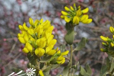 花卉沙冬青简介 沙冬青图片大全