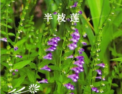 花卉半枝莲简介 半枝莲照片图