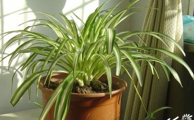 植物吊兰大全简介 吊兰大全长什么样图