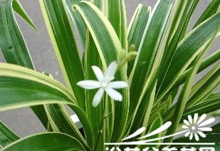 吊兰大全图片六