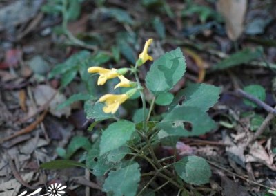 黄花鼠尾草简介 黄花鼠尾草照片图