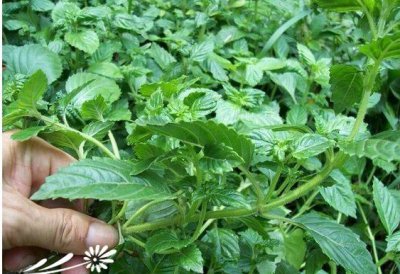 花卉凉粉草介绍 凉粉草长什么样图