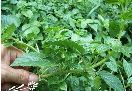 凉粉草图片一