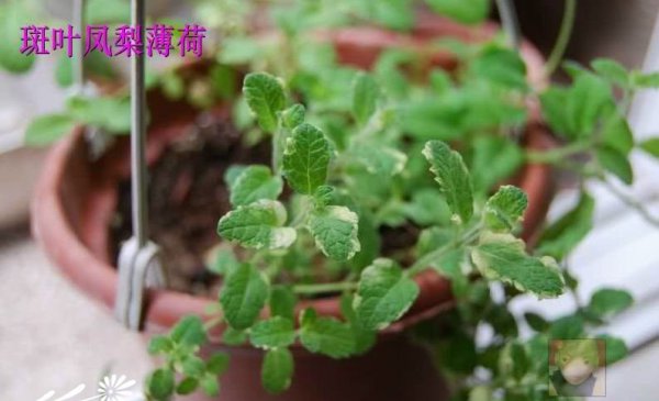 凤梨薄荷图片二