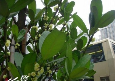 花卉菲岛福木简介 菲岛福木长什么样图
