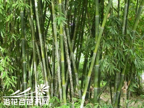 单竹图片二