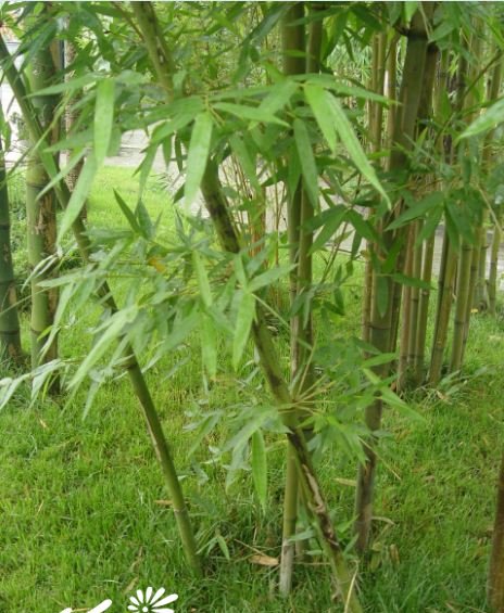 单竹图片三