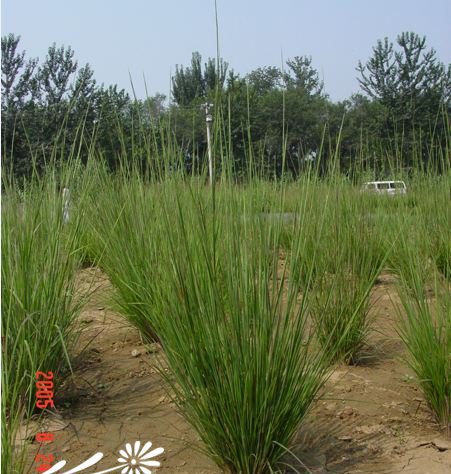 须芒草图片三