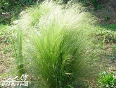 花卉细茎针茅简介 细茎针茅照片图