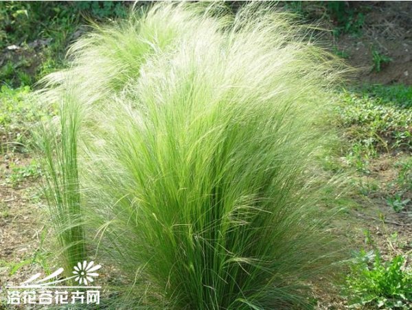 细茎针茅图片一
