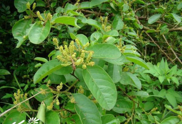 方叶五月茶图片一
