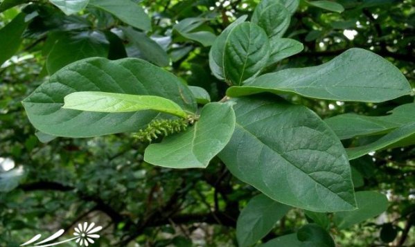 方叶五月茶图片二