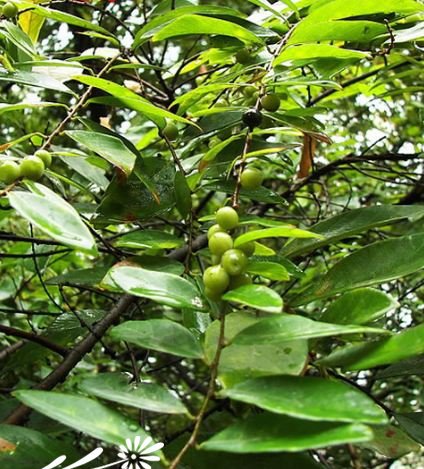 方叶五月茶图片三