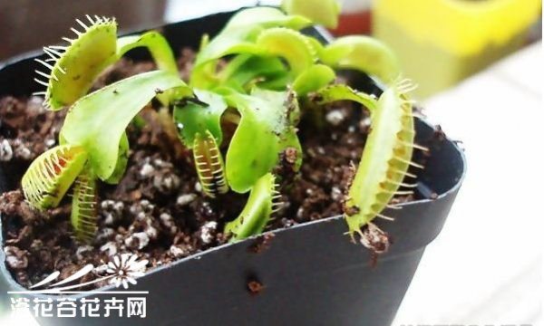 巨夹捕蝇草图片二