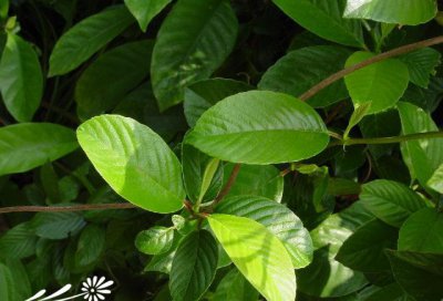 花卉锡叶藤简介 锡叶藤照片图