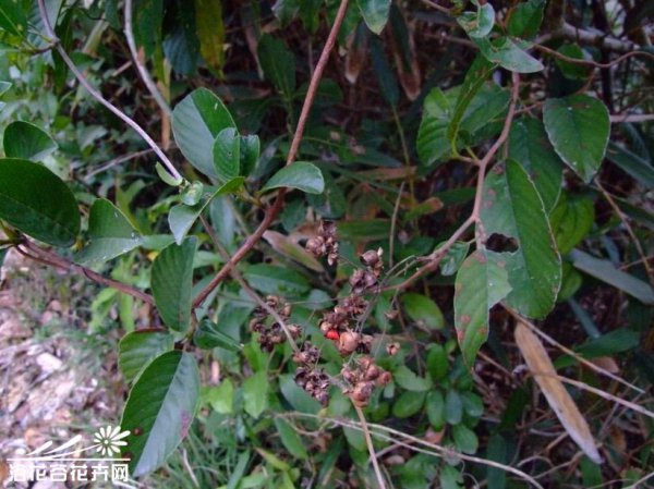 锡叶藤图片四