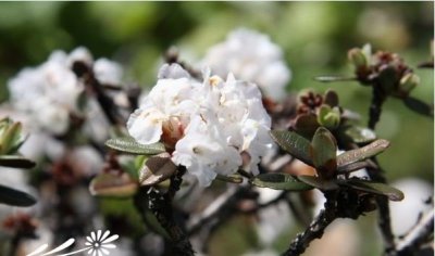 花卉樱草杜鹃详解 樱草杜鹃照片图