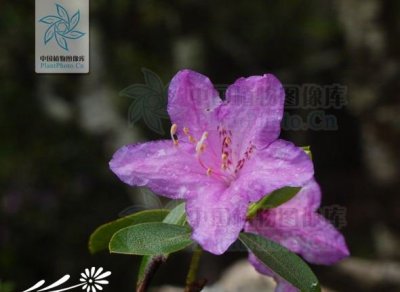 花卉秀雅杜鹃简介 秀雅杜鹃长什么样图