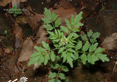 花卉弹裂碎米荠详解 弹裂碎米荠照片图