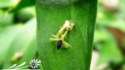 叶上花简介 叶上花照片图