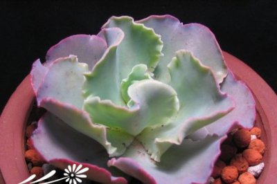 多肉植物高砂之翁简介 高砂之翁图片