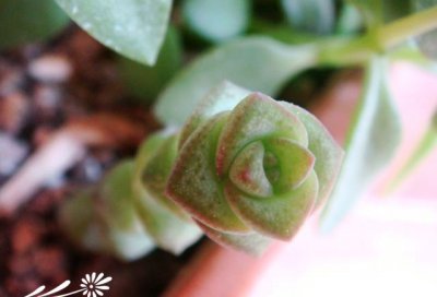 多肉植物小米星简介 小米星图片大全