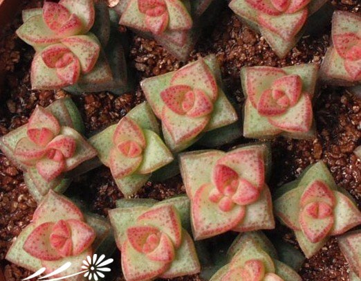 小米星图片三