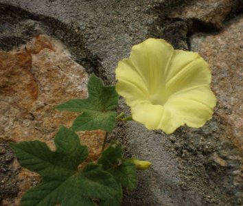花卉掌叶鱼黄草详解 掌叶鱼黄草图片集