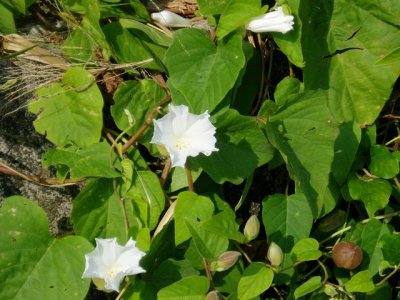 花卉盒果藤简介 盒果藤图片