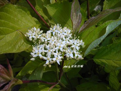花卉金叶红瑞木介绍 金叶红瑞木图片欣赏