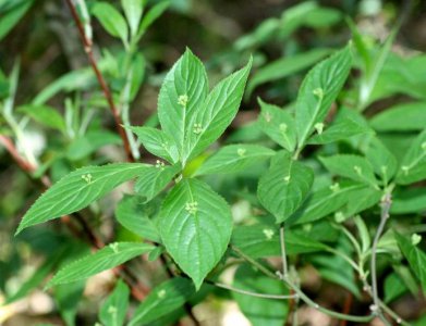 花卉青荚叶简介 青荚叶图片