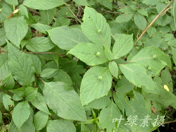青荚叶图片二
