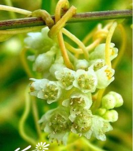 花卉南方菟丝子简介 南方菟丝子图片大全