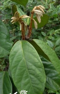 花卉锈毛丁公藤介绍 锈毛丁公藤图片欣赏