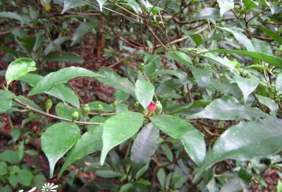 花卉牛栓藤介绍 牛栓藤照片图