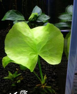 花卉香蕉草介绍 香蕉草图片欣赏