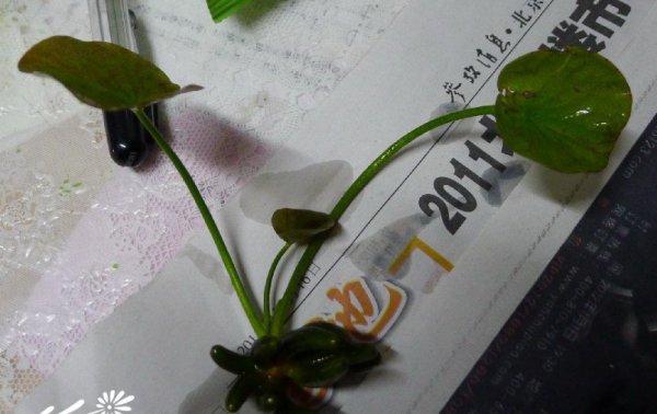香蕉草图片二