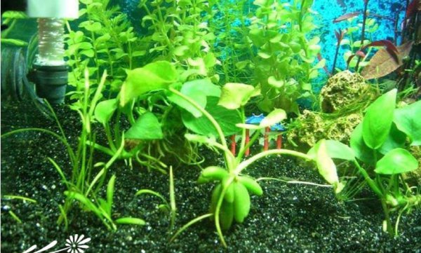 香蕉草图片三
