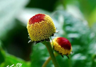 花卉金纽扣简介 金纽扣图片集