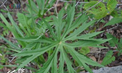花卉南方兔儿伞详解 南方兔儿伞图片