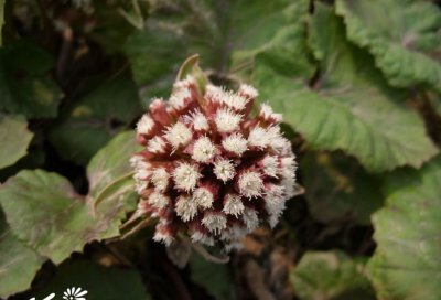 花卉毛裂蜂斗菜详解 毛裂蜂斗菜图片欣赏