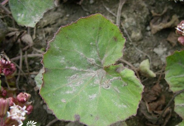 毛裂蜂斗菜图片三