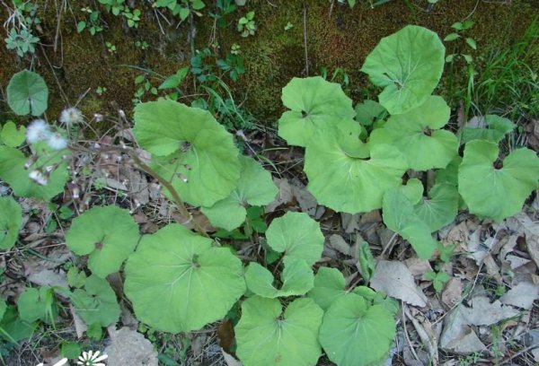 毛裂蜂斗菜图片四