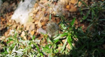 花卉细叶鼠麴草详解 细叶鼠麴草长什么样图