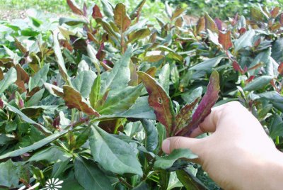 花卉紫背菜详解 紫背菜图片